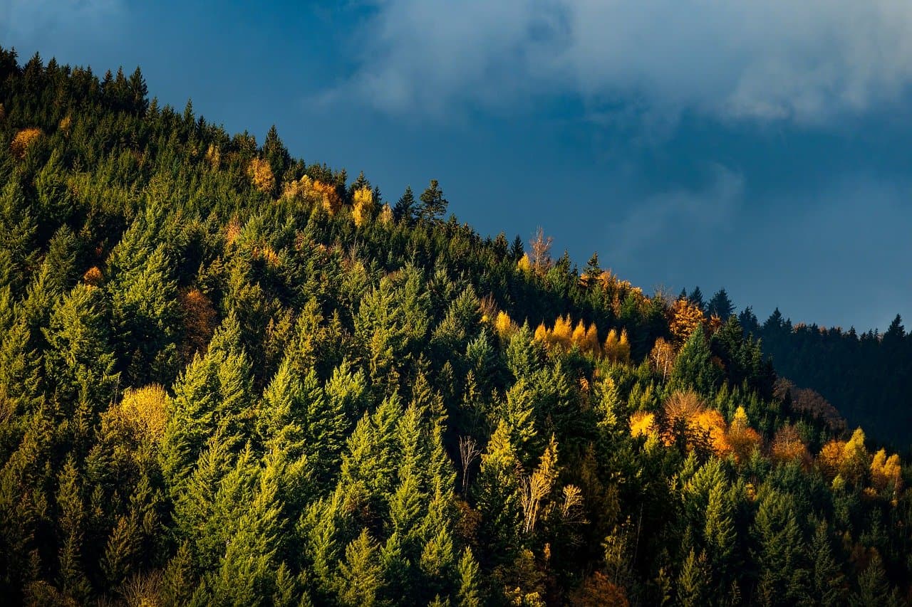 Forest Landscape