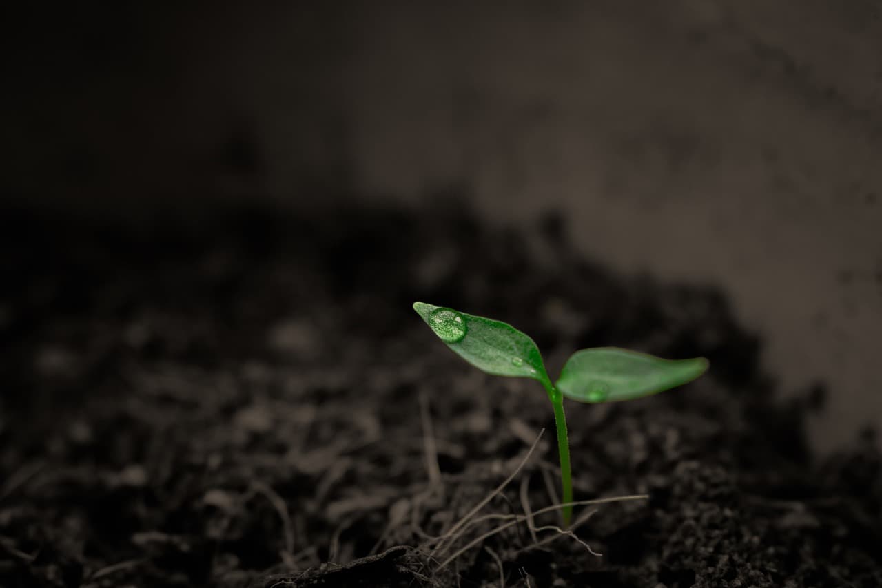 Biochar