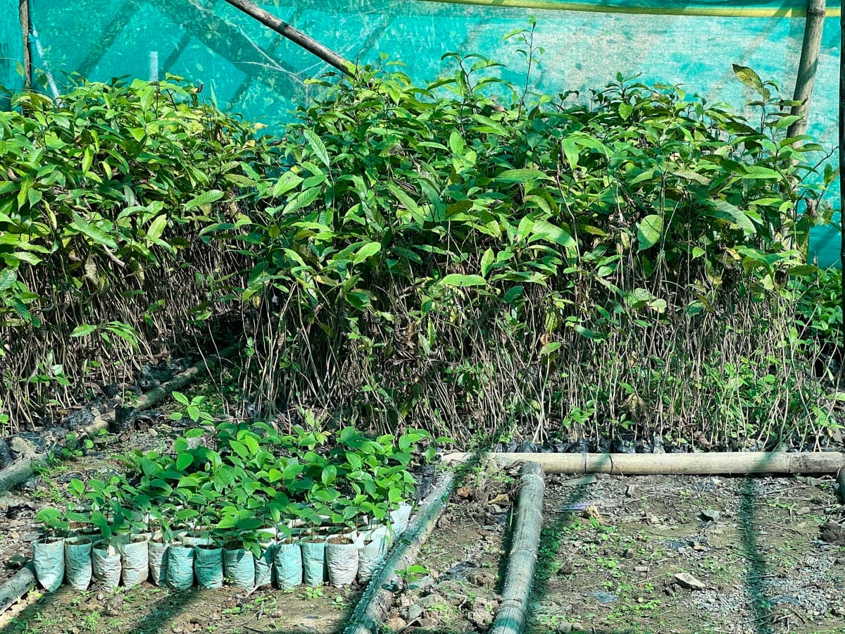 Native saplings raised in polybags under shade netting at a village nursery.