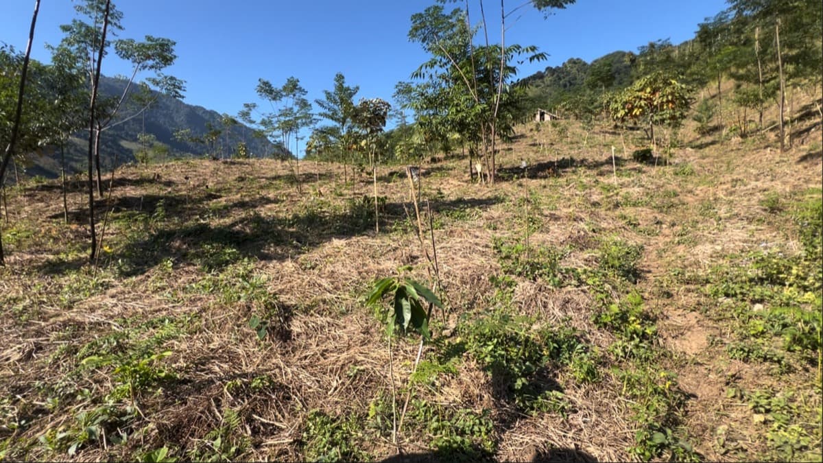 A hill slope after planting, young native seedlings staked across mulched ground.