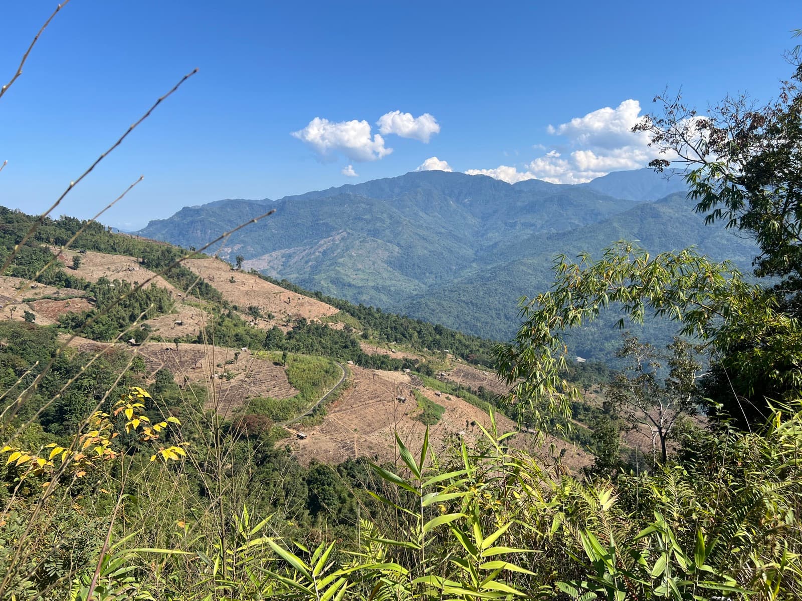A degraded jhum field on a Nagaland hillside, the ground the restoration starts from.